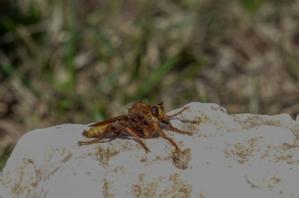 Asilidae Asilinae: cfr. Asilus crabroniformis